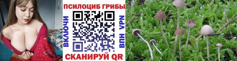 что такое   Спасск-Дальний  Галлюциногенные грибы Magic Shrooms 
